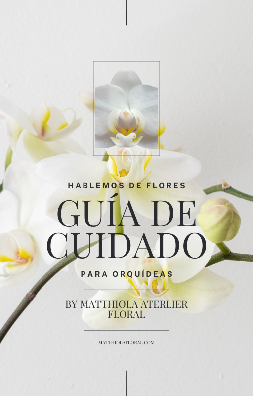 Orquídeas en Flor: Guía esencial para su cuidado y florecimiento